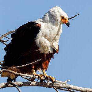 Fish Eagle looking for fish.jpg