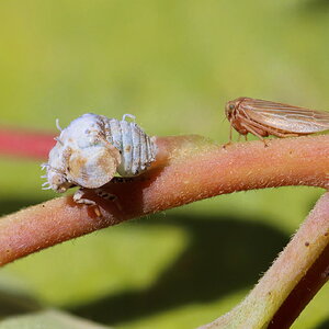 Acanalonia Bivattata Nymph and a Macropsis