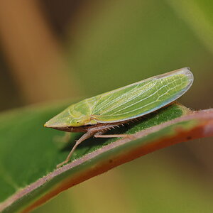 Draeculacephala Antica