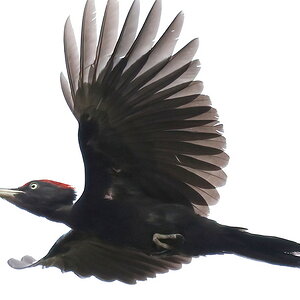 Black woodpecker in flight (1)