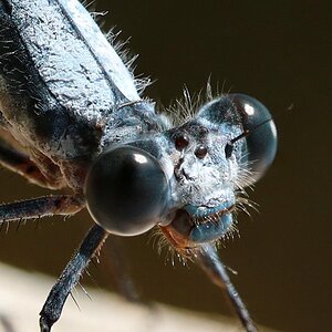 Damselfly Closeup