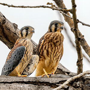 Kestrel fledglings.jpg