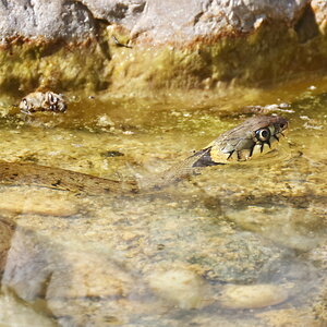 Grass snake (3)