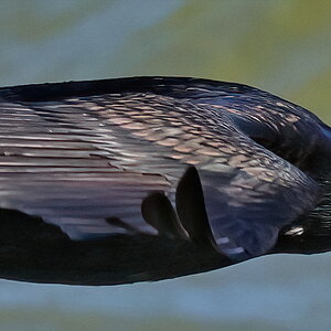 Cormorant - flat flight