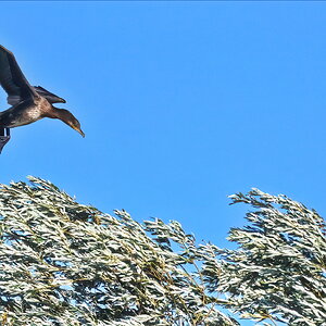 Cormorant - landing approach against the wind