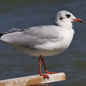 Adult black-headed gull in winter plumage