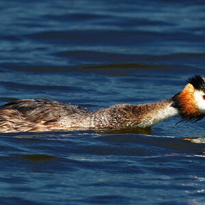 Great crested grebe - 1