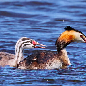 Great crested grebe - 2