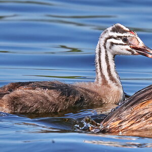 Great crested grebe - 3