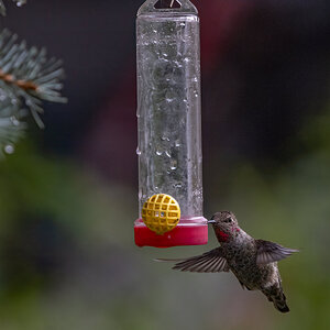 Hungry, Hungry Hummer