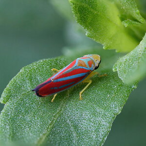 Red Striped Planthopper