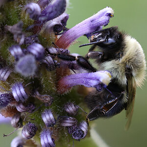 Just a little bumblebee