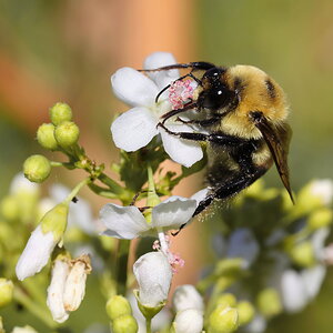Bumblebee Eating