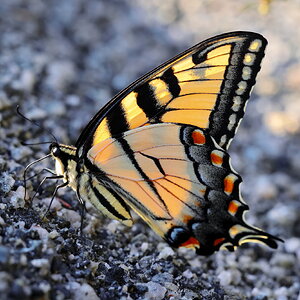 Butterfly on the Rocks