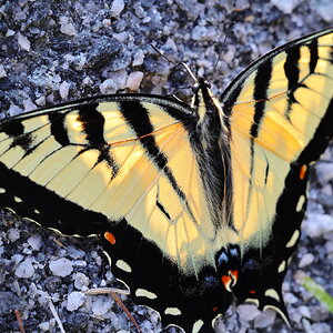 Butterfly on the Rocks 2