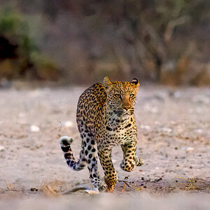 Leopard-30.jpg