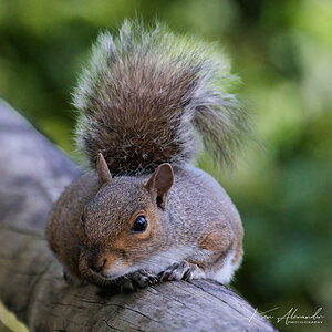 Grey_Squirrel-02-.jpg