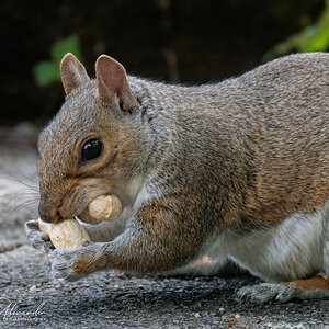 Grey_Squirrel-01-.jpg