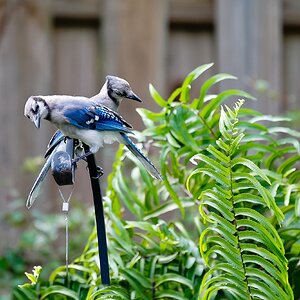 Bluejays-1827.jpg