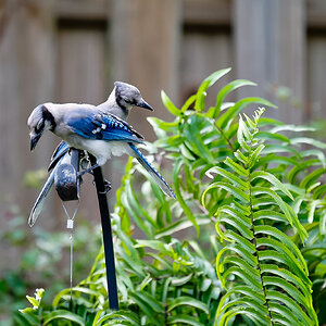 Bluejays-1828.jpg