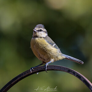 Blue_tit-01.jpg