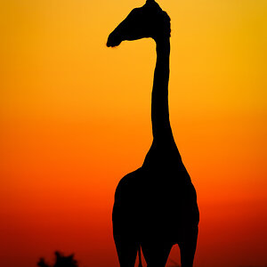 Giraffe Silhouette-.jpg