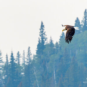 Bald Eagle Hunting.jpg