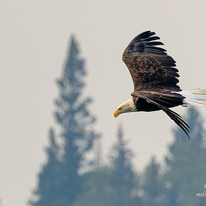 Blad Eagle in Smoke from Forest Fire.jpg