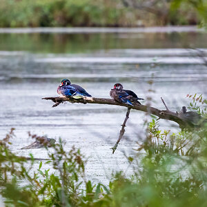 Wood Ducks on a branch