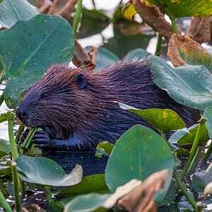 Young Beaver