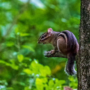 Noisy Chipmunk