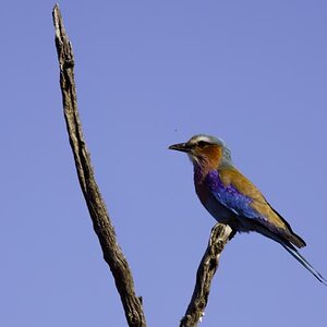 Rufous Crowned Roller.jpg