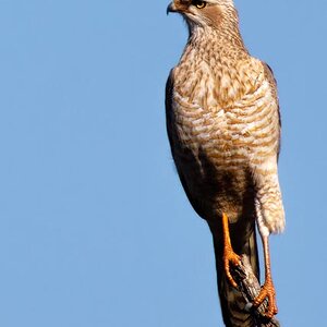 Goshawk.jpg