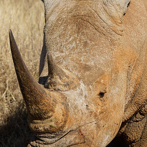 Rhinoceros Face.jpg