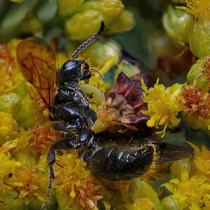Ambush Bug Slurping up a Wasp