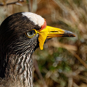 Wattled Lapwing Detail.jpg