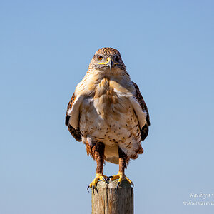 Ferruginous Hawk - curious.jpg