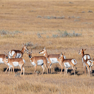 Pronghorn Antelope.jpg