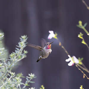 Hummingbird4.jpg