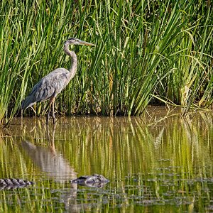 Great Blue Heron plus alligator