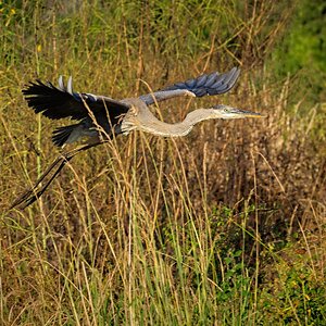 Great Blue Heron