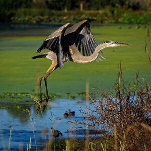 Great Blue Heron