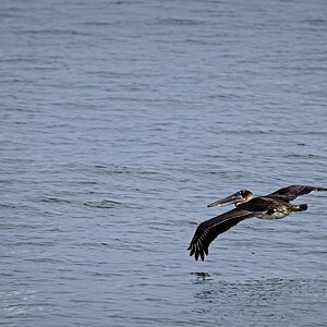 Brown Pelican on Galveston Bay