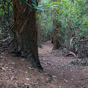 NEWSTEAD WOODS-3.jpg