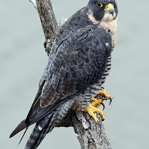 Peregrin Falcon Female - 2a.JPG