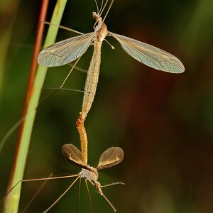 Mating Craneflies