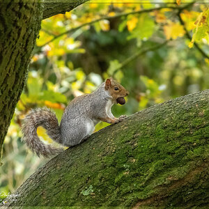 squirrel_nuts_a.nr_4k_1800.jpg