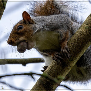 squirrel_nuts_b_nr_4k_1800.jpg