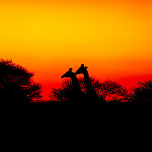 Giraffe Sunset.jpg