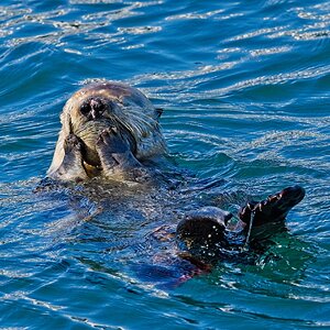 Sea Otter with clam Monterey Bay | Canon RFShooters Forums